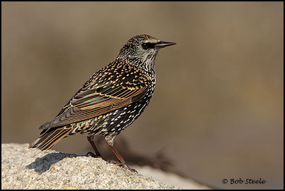 European Starling (Sturnus vulgaris)