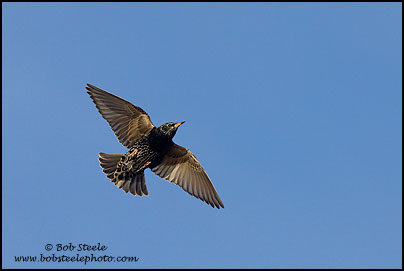 European Starling (Sturnus vulgaris)
