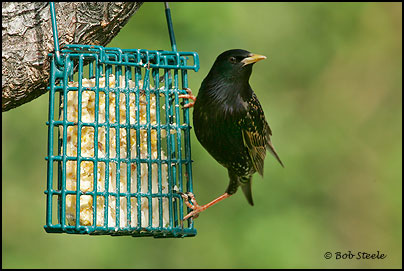 European Starling (Sturnus vulgaris)