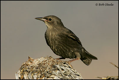 European Starling (Sturnus vulgaris)