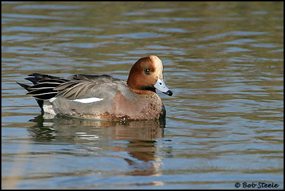 Eurasian Wigeon (Anas penelope)