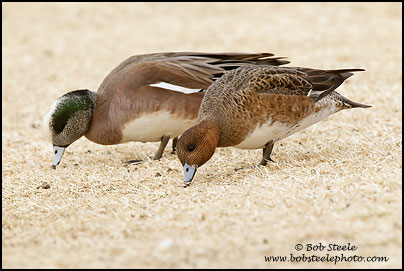 Eurasian Wigeon (Anas penelope)