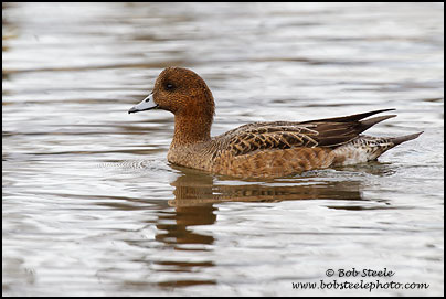 Eurasian Wigeon (Anas penelope)