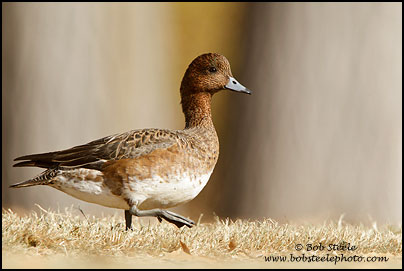 Eurasian Wigeon (Anas penelope)