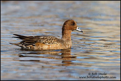 Eurasian Wigeon (Anas penelope)