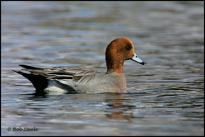Eurasian Wigeon (Anas penelope)