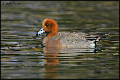 Eurasian Wigeon (Anas penelope)