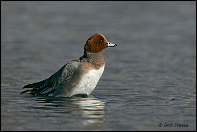 Eurasian Wigeon (Anas penelope)