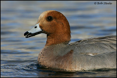 Eurasian Wigeon (Anas penelope)