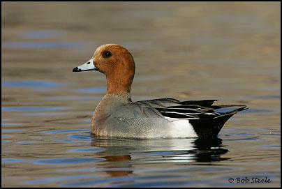 Eurasian Wigeon (Anas penelope)