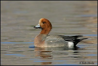 Eurasian Wigeon (Anas penelope)