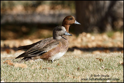 Eurasian Wigeon (Anas penelope)