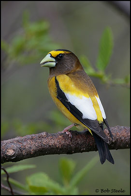 Evening Grosbeak (Coccothraustes vespertinus)