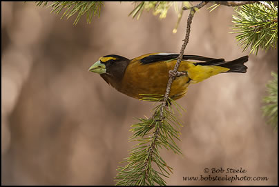 Evening Grosbeak (Coccothraustes vespertinus)