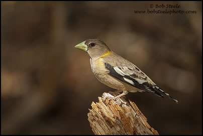 Evening Grosbeak (Coccothraustes vespertinus)