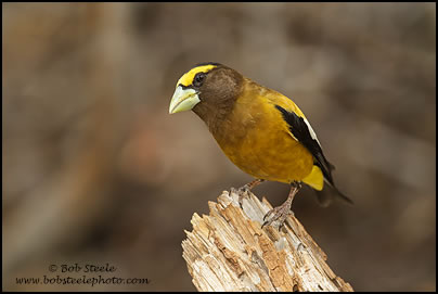 Evening Grosbeak (Coccothraustes vespertinus)