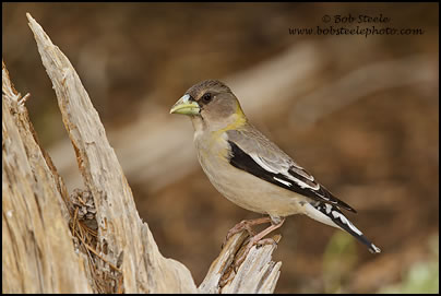 Evening Grosbeak (Coccothraustes vespertinus)