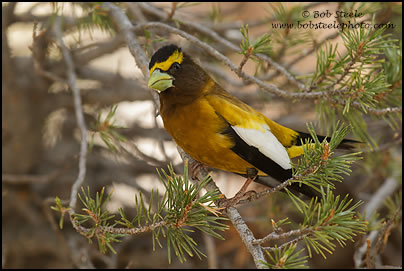 Evening Grosbeak (Coccothraustes vespertinus)