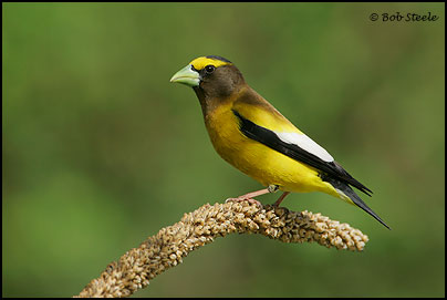 Evening Grosbeak (Coccothraustes vespertinus)