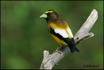 Evening Grosbeak (Coccothraustes vespertinus)
