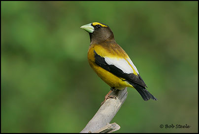 Evening Grosbeak (Coccothraustes vespertinus)