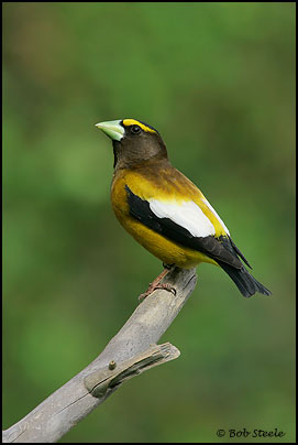 Evening Grosbeak (Coccothraustes vespertinus)