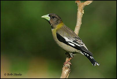Evening Grosbeak (Coccothraustes vespertinus)