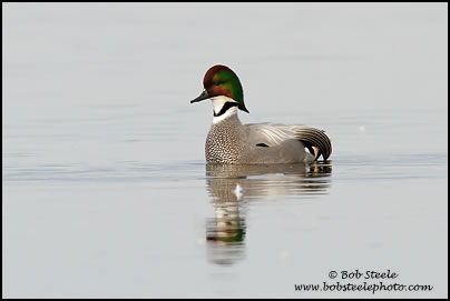Falcated Duck (Anas falcata)