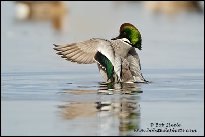 Falcated Duck (Anas falcata)