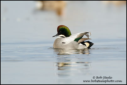 Falcated Duck (Anas falcata)