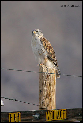 Ferruginous Hawk (Buteo regalis)