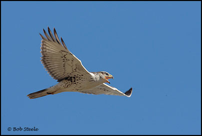 Ferruginous Hawk (Buteo regalis)