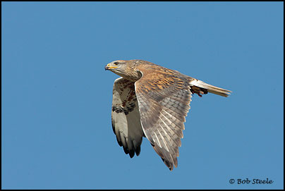 Ferruginous Hawk (Buteo regalis)