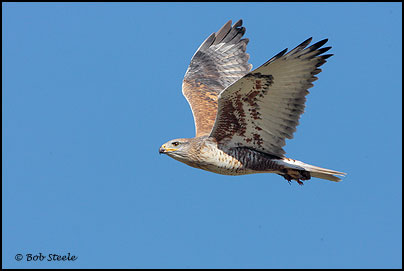 Ferruginous Hawk (Buteo regalis)