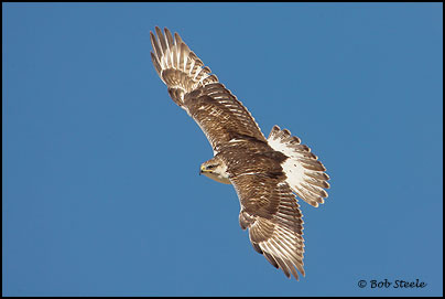 Ferruginous Hawk (Buteo regalis)