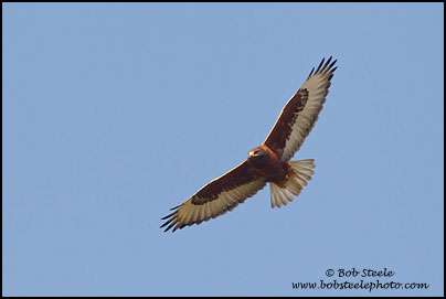 Ferruginous Hawk (Buteo regalis)