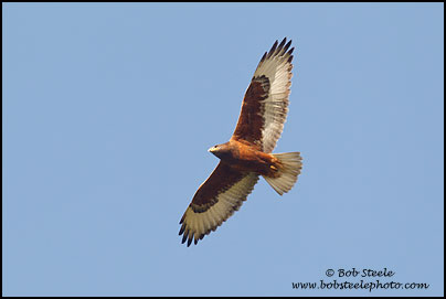 Ferruginous Hawk (Buteo regalis)