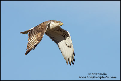 Ferruginous Hawk (Buteo regalis)