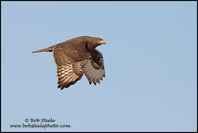 Ferruginous Hawk (Buteo regalis)