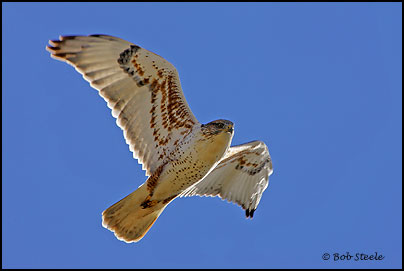 Ferruginous Hawk (Buteo regalis)