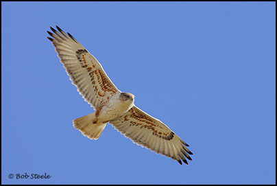 Ferruginous Hawk (Buteo regalis)