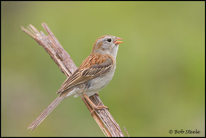 Field Sparrow (Spizella pusilla)