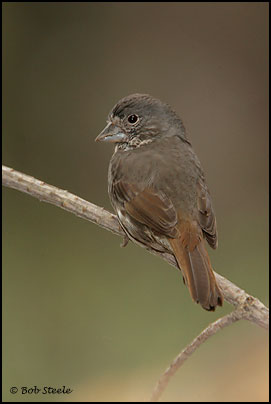 Fox Sparrow (Passerella iliaca)