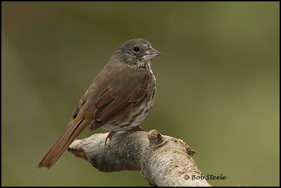 Fox Sparrow (Passerella iliaca)