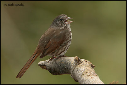 Fox Sparrow (Passerella iliaca)
