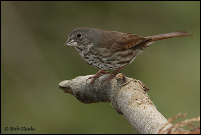 Fox Sparrow (Passerella iliaca)