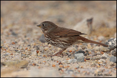 Fox Sparrow (Passerella iliaca)