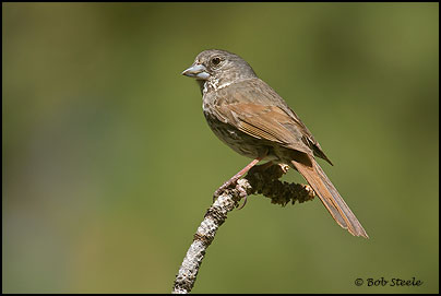 Fox Sparrow (Passerella iliaca)