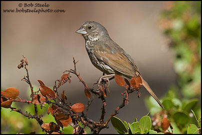 Fox Sparrow (Passerella iliaca)