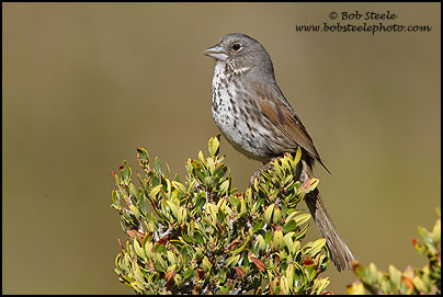 Fox Sparrow (Passerella iliaca)